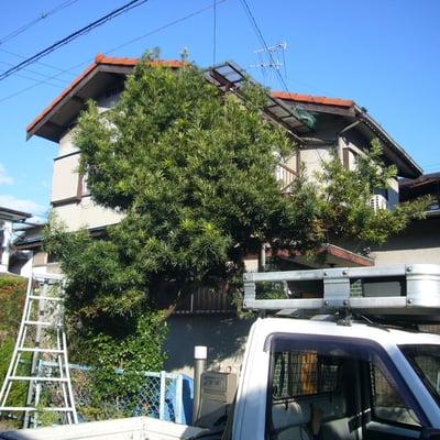 剪定　施工事例　Before...