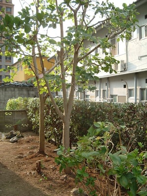 剪定　庭掃除　除草　アフター!!