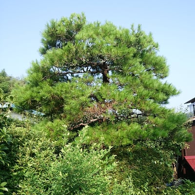 マツ（アカマツ）剪定作業前画像　奈良県
