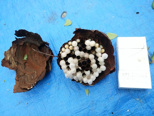 スズメバチの巣駆除＠奈良県北葛城郡広陵町