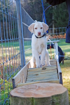 Welpenschule © Hundeschule gooddog