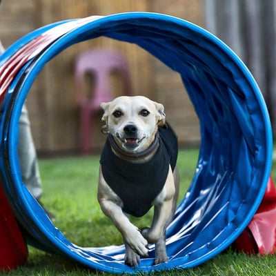 Hoopers/Hoop-Agi/Nadac © Hundeschule gooddog