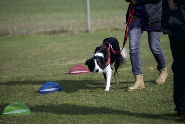 Anti-Giftköder-Kurs @ Hundeschule gooddog