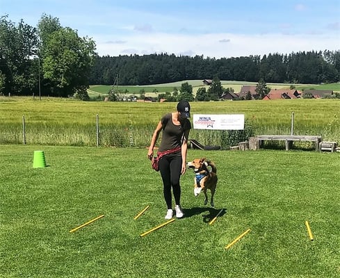 © Hundeschule gooddog