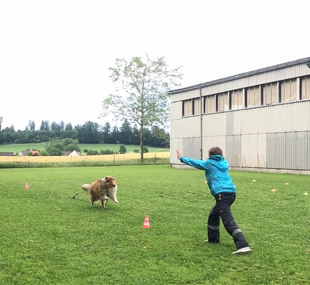 © Hundeschule gooddog