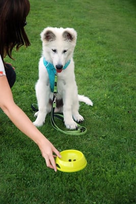 Welpenschule © Hundeschule gooddog