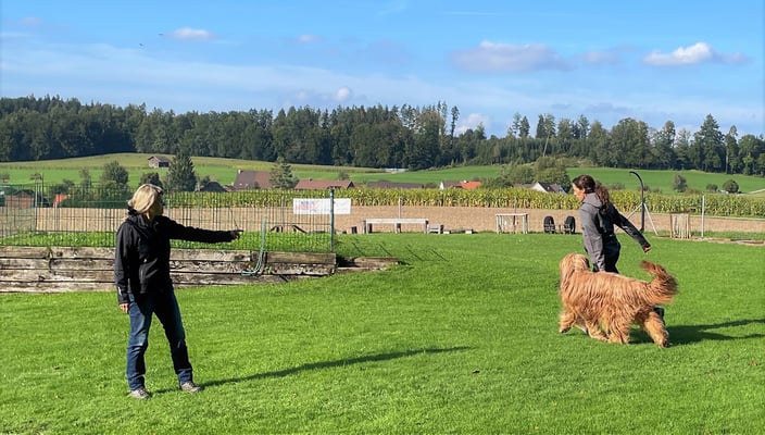 Ringtraining © Hundeschule gooddog