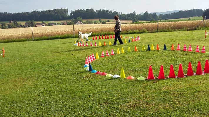 © Hundeschule gooddog 