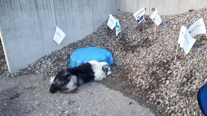 © Hundeschule gooddog 