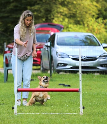 Begleithund/Obedience © Hundeschule gooddog