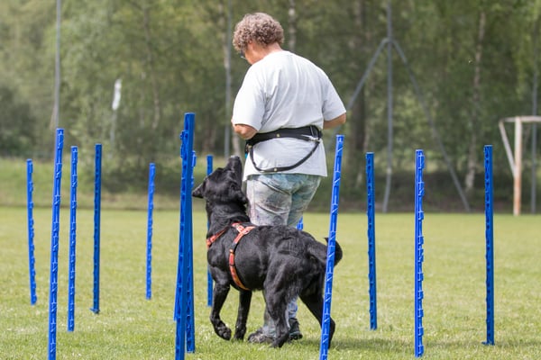 SpassSport (c) Hundeschule gooddog