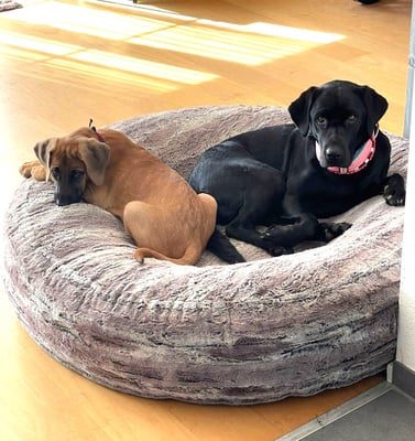 Mirjam Schärer © Hundeschule gooddog