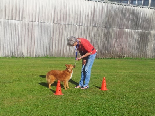 © Hundeschule gooddog 