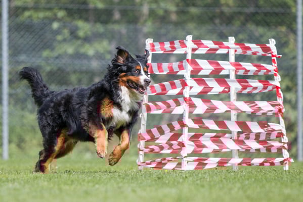 SpassSport (c) Hundeschule gooddog