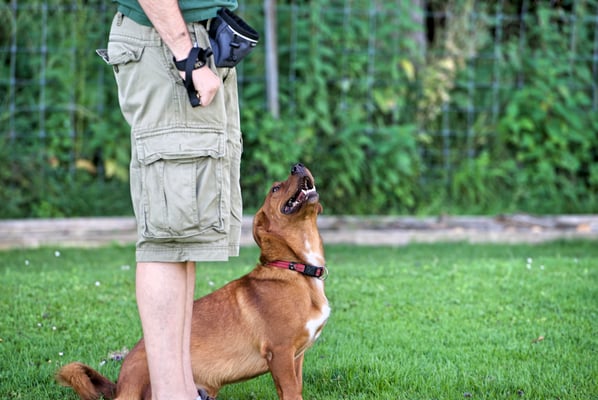 © Hundeschule gooddog