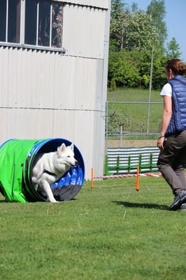 © Hundeschule gooddog 