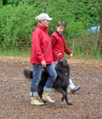 Freifolge © Hundeschule gooddog