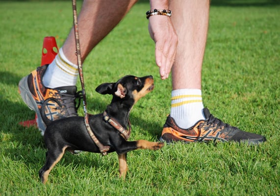 Zwergligruppe/Zwerghunde © Hundeschule gooddog