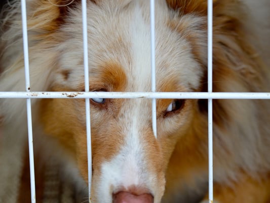 Anti-Giftköder-Kurs @ Hundeschule gooddog