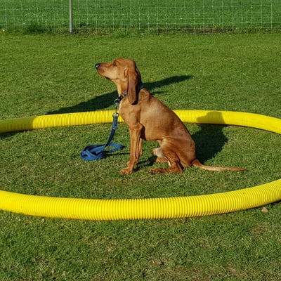 Junghundekurs @ Hundeschule gooddog