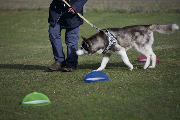 Anti-Giftköder-Kurs @ Hundeschule gooddog