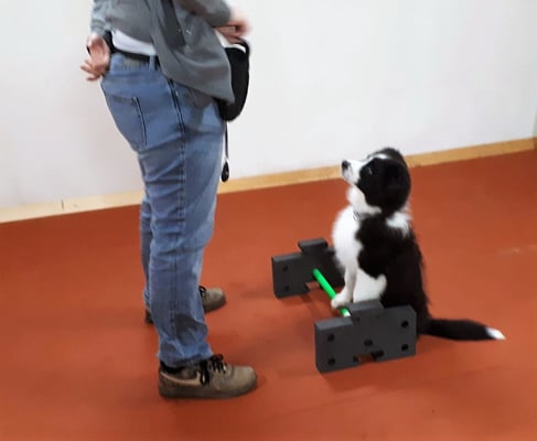 Clicker-Training © Hundeschule gooddog