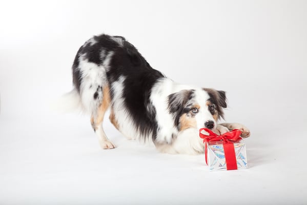 Clicker-Training © Hundeschule gooddog