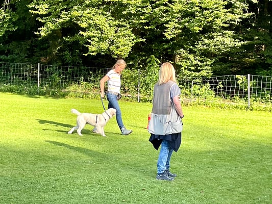 Junghundekurs © Hundeschule gooddog