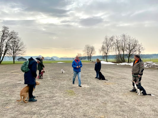 Junghundekurs © Hundeschule gooddog