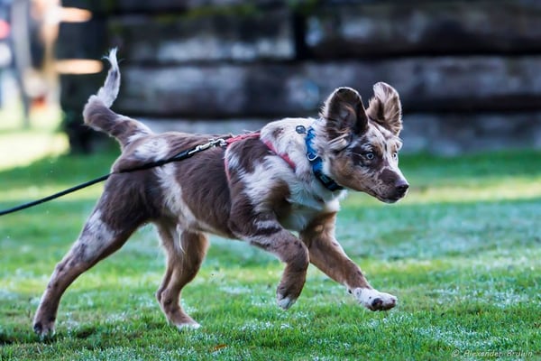 Rückruftraining © Hundeschule gooddog