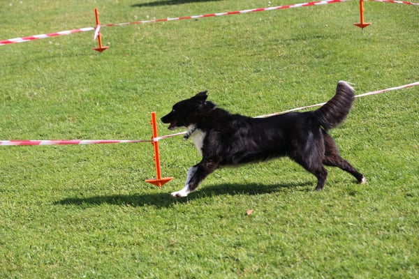 © Hundeschule gooddog 