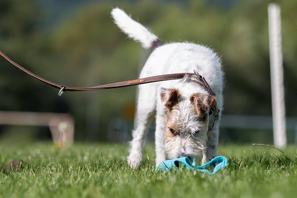 SpassSport (c) Hundeschule gooddog