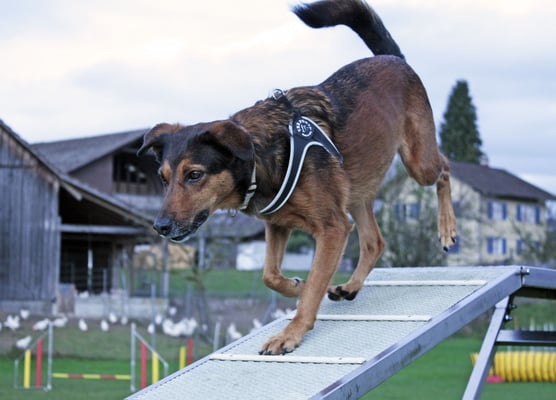 Agility @ Hundeschule gooddog