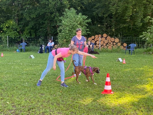 Begleithund/Obedience © Hundeschule gooddog