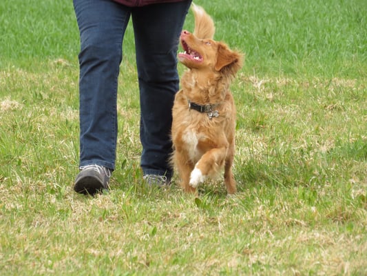 Freifolge © Hundeschule gooddog