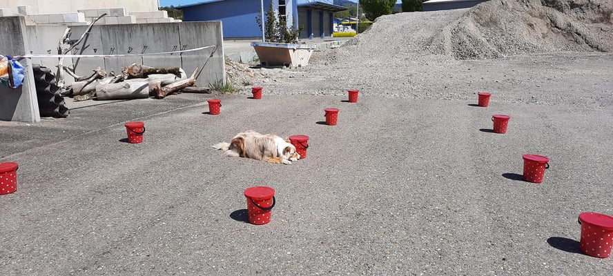 © Hundeschule gooddog 