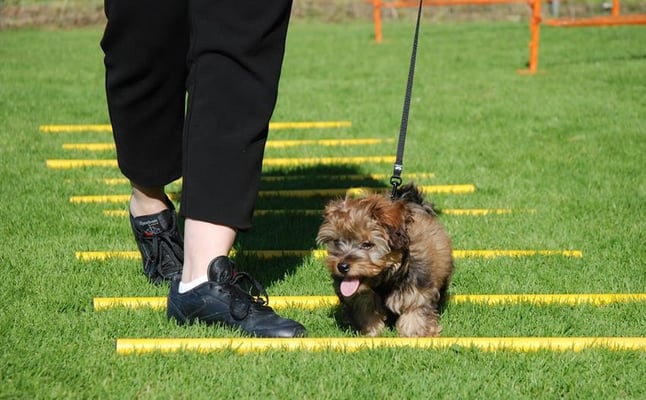 Zwergligruppe/Zwerghunde © Hundeschule gooddog