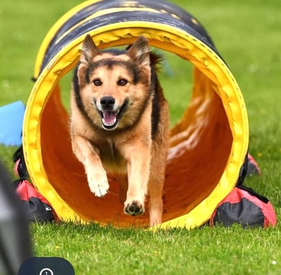 Agility @ Hundeschule gooddog