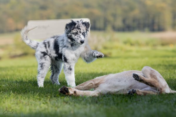 Welpenschule © Hundeschule gooddog