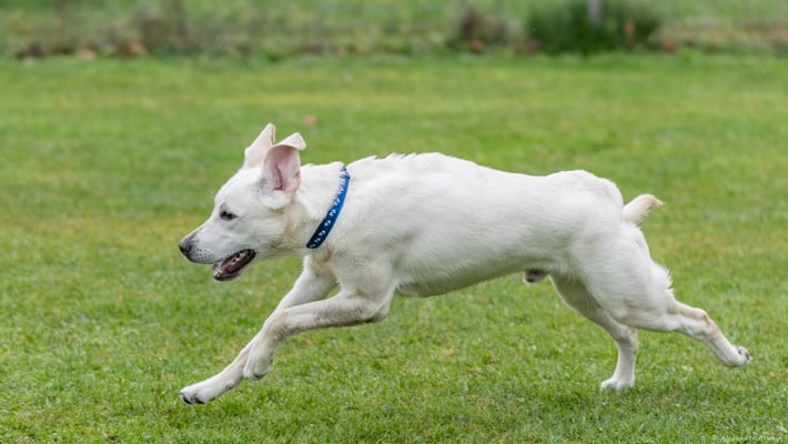 Rückruftraining © Hundeschule gooddog