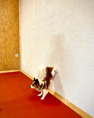 Clicker-Training © Hundeschule gooddog