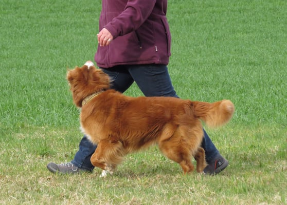 Freifolge © Hundeschule gooddog