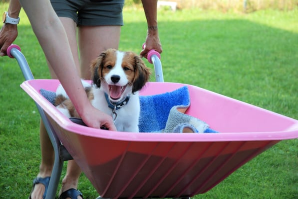 Welpenschule © Hundeschule gooddog