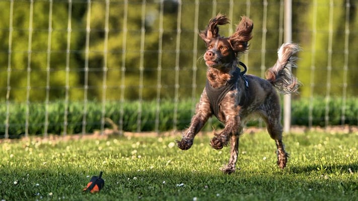 Spielen mit Hund © Hundeschule gooddog