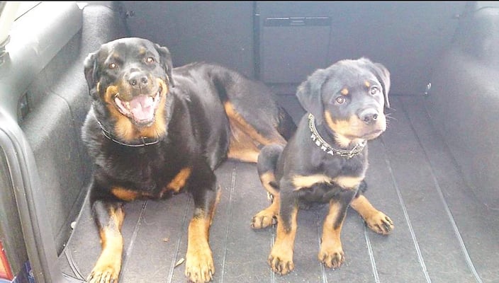 Mirjam Schärer © Hundeschule gooddog