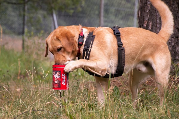 SpassSport (c) Hundeschule gooddog