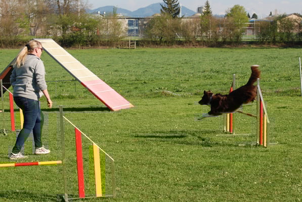 Agility @ Hundeschule gooddog