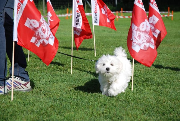 Zwergligruppe/Zwerghunde © Hundeschule gooddog