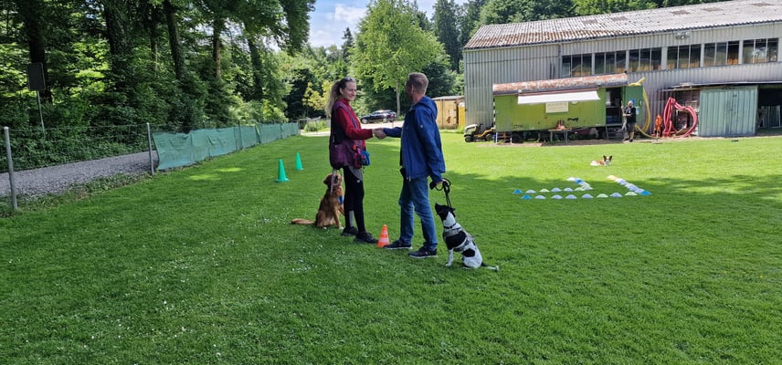 Junghundekurs @ Hundeschule gooddog