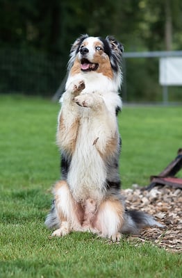 Clicker-Training © Hundeschule gooddog